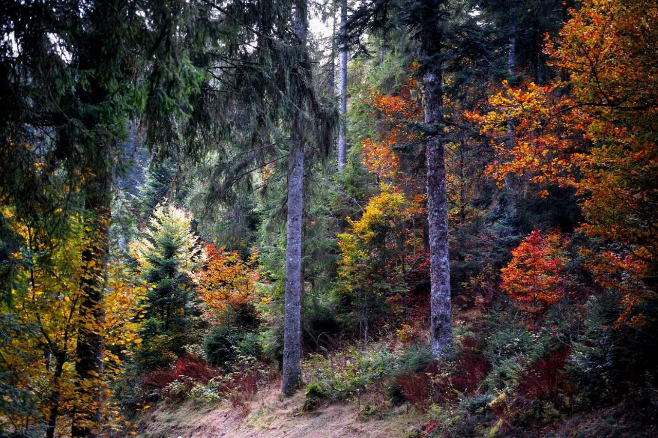 C3 Albmatte-Fewo Sauna, Hallenbad Aussenbecken Massagen Nebenan St. Blasien Eksteriør bilde